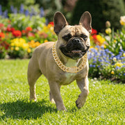 Gold-Tone Cuban Chain Fashion Collar for Dogs – alternate view 5 thumbnail
