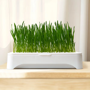Cat Grass Growing Kit — Soilless Hydroponic Planter